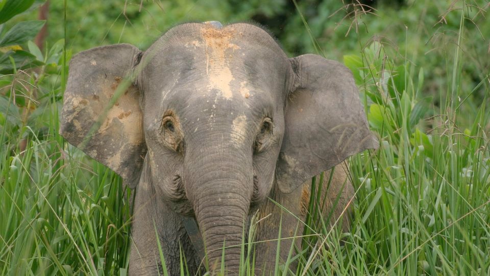 A Bornean elphant stands in tall grass