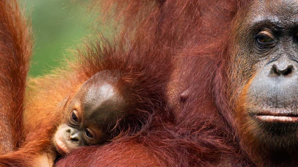 An adult orangutan with thick orange fur and a baby orangutan on its side.