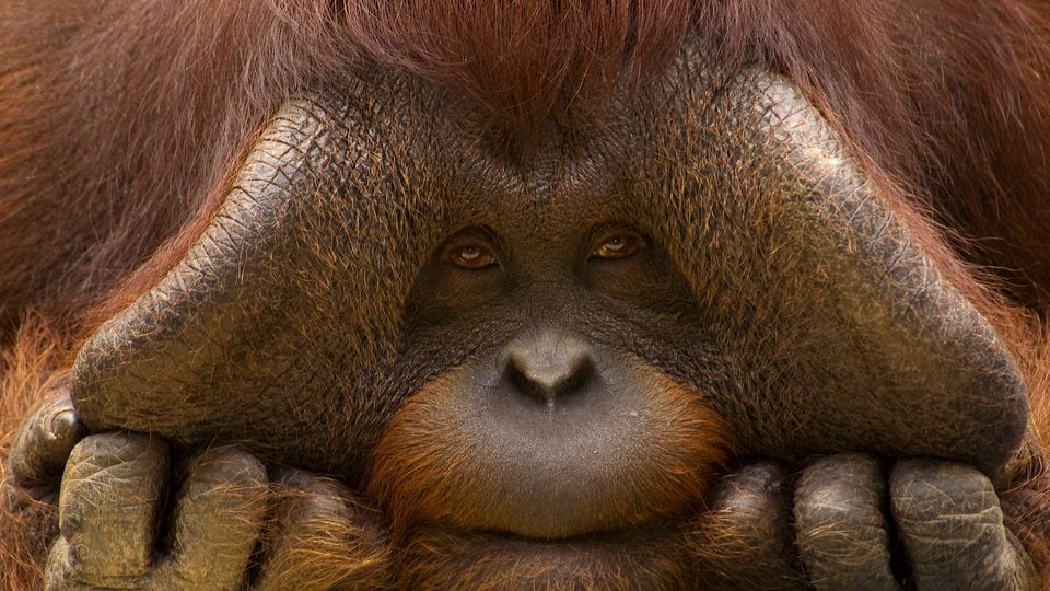 A closeup of a Bornean orangutan's face and paws.