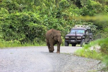 A gray elephant walking on a paved road near a forest as a truck approaches