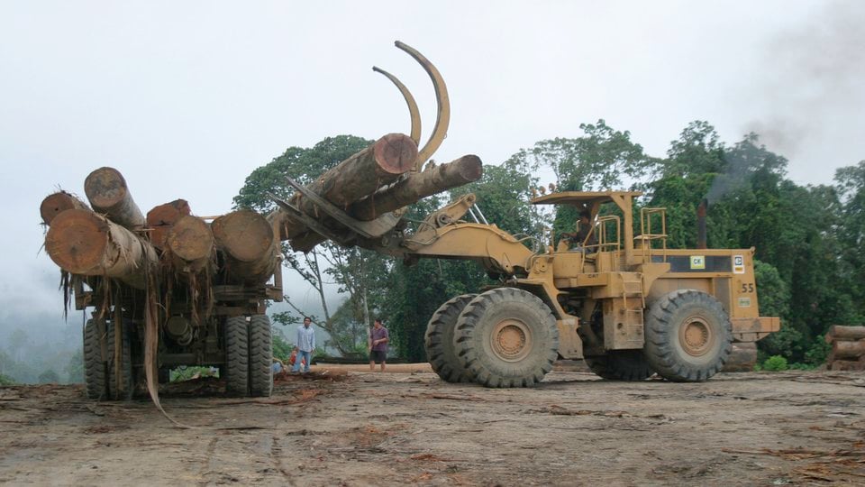 Bulldozers hauling away large tree trunks from a deforested area