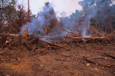 Trees chopped and burned in a forest