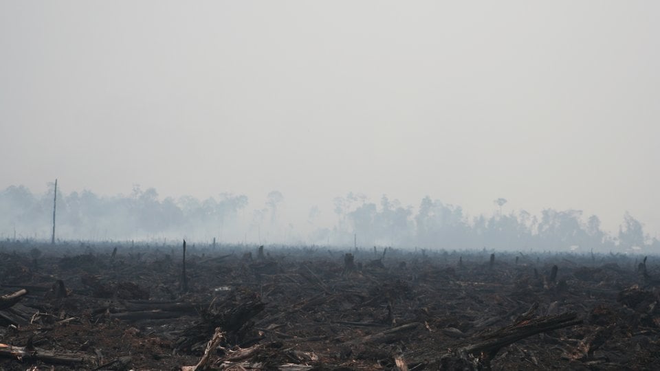Borneo and Sumatra - Deforestation in Riau