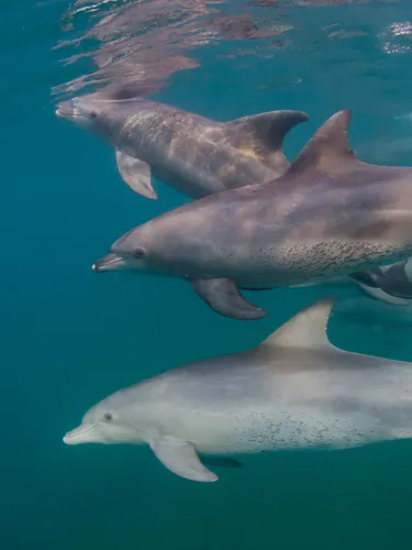 Bottlenose dolphins swim in a group.