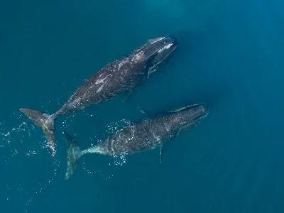 Aerial shot of two bowhead whales swimming along the surface