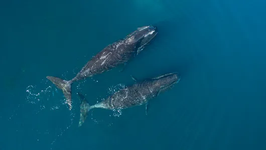 Aerial shot of two bowhead whales swimming along the surface