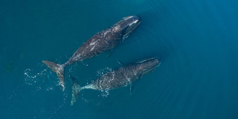 Aerial shot of two bowhead whales swimming along the surface