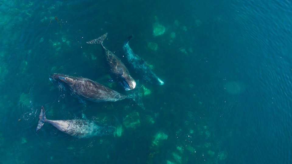A color photo showing a group of bowhead whales swimming near each other in blue water