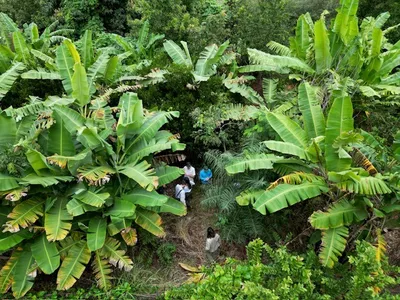 A aerial view of a tropical forest where, between the leaves, you can just see people on the ground.