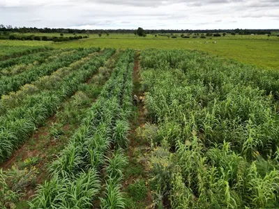 A green field of different crops.