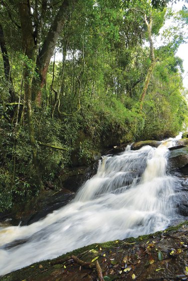 A waterfall in a dense forest