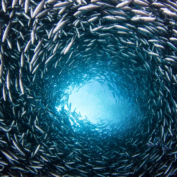 Dense school of brown striped snapper swims in a tight circle looking from the ocean floor up