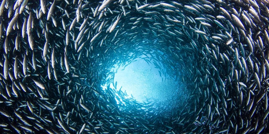 A dark underwater image showing a school of brown striped snapper fish swimming in a spiral