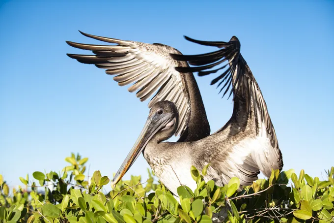 Brown pelican (Pelecanus occidentalis) in Playa de los Alemanes on Santa Cruz Island, Galapagos, Ecuador