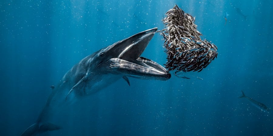 Underwater photo of whale with mouth wide open ready to swallow a group of smaller fish