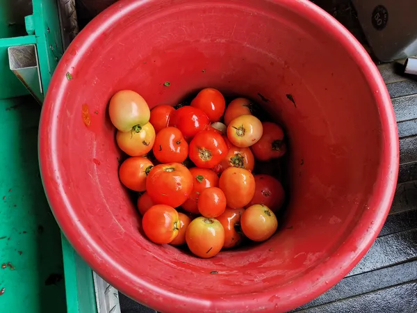 A close up of a bucket with tomatoes