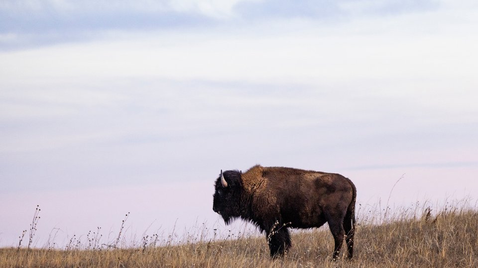 A buffalo stands along in brown grass