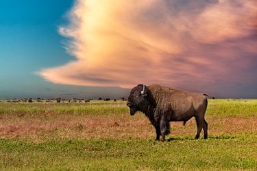 A buffalo with a herd under colorful skies