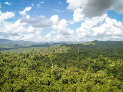 An aerial landscape view of a lush Bukit Piton forest