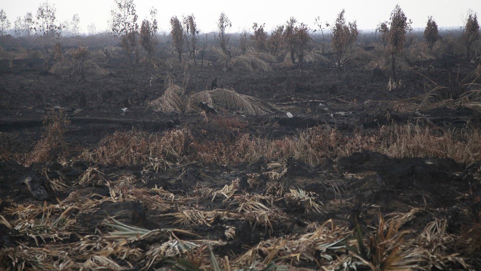 Burnt field, Trans-Sumatran Highway, Riau province, Sumatra Island, Indonesia.