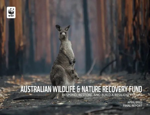 Kangaroo in burned out forest