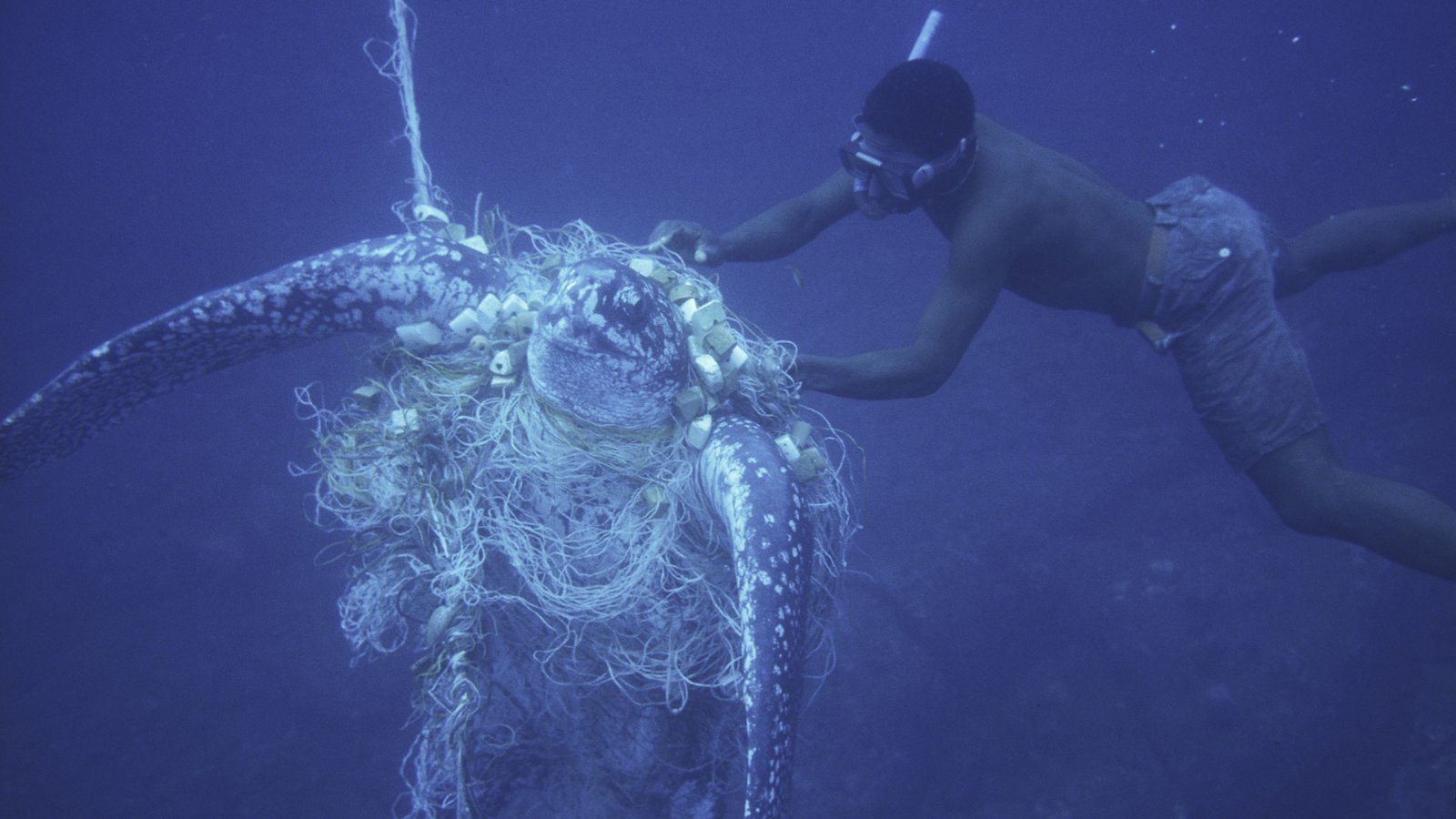 By Fish What Is Bycatch? | WWF
