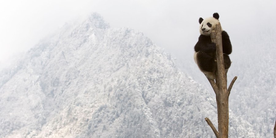 A panda perched atop a tall, bare tree trunk with a snowy mountain in the background
