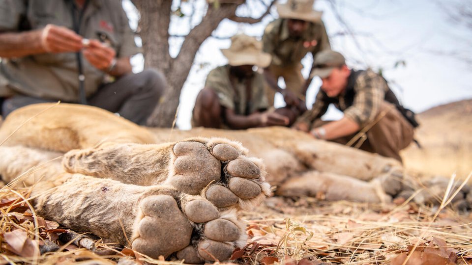Team surrounds tranquilized lion and prepares to fit a satelite collar on the animal