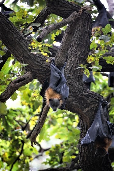 A group of flying foxes hanging from the treetops seen from below