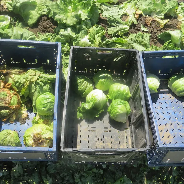 Three large produce bins each with several heads of lettuce in them against a background with lettuce growing.