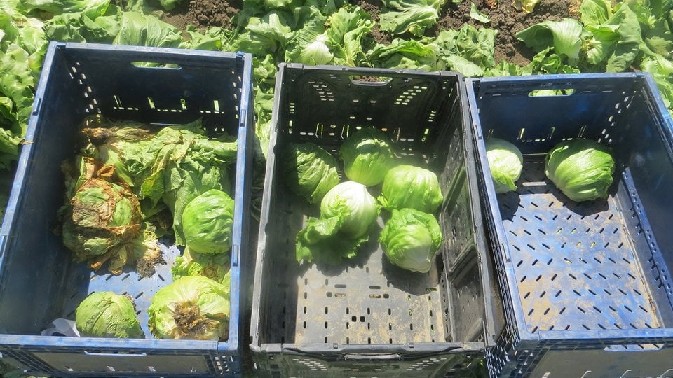 Three large produce bins each with several heads of lettuce in them against a background with lettuce growing.