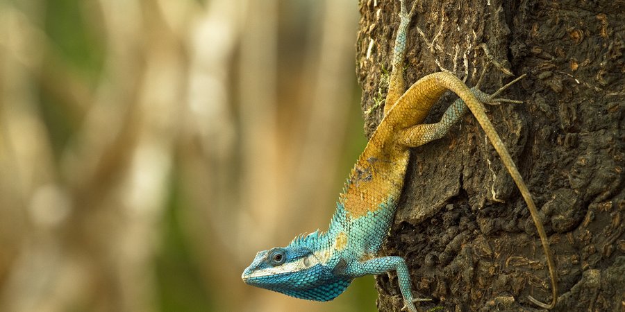 A lizard with a turquoise head and orange tail climbs down a tree trunk