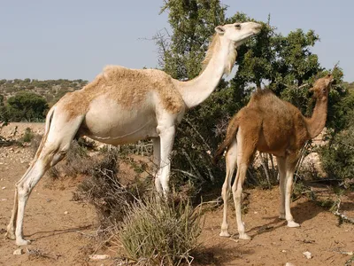 An adult and baby camel, feeding on scrub