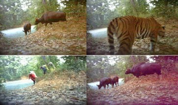 Four stills captured on camera traps, including people, cattle, and tiger