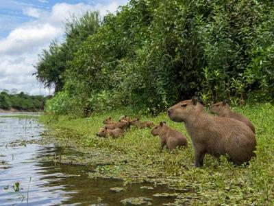Capybaras stand along the banks of a river
