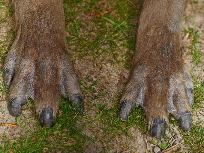 Close up of webbed capybara paws