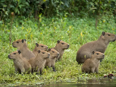 A color photo showing 8 small brown rodent-like creatures known as capybara against a field of green and with a small body of water in the foreground.