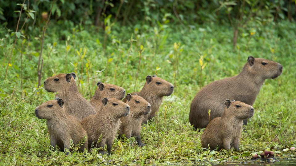 A color photo showing 8 small brown rodent-like creatures known as capybara against a field of green and with a small body of water in the foreground.