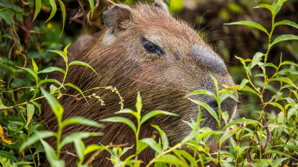 A closeup photo of a brown capybara in a field of green.