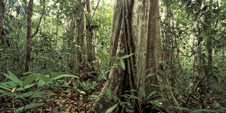 A dense and lush rainforest in Cat Tien National Park, in southern Viet Nam