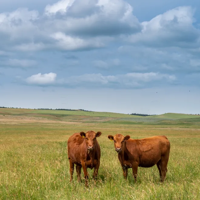 Brown cattle in a grassland field