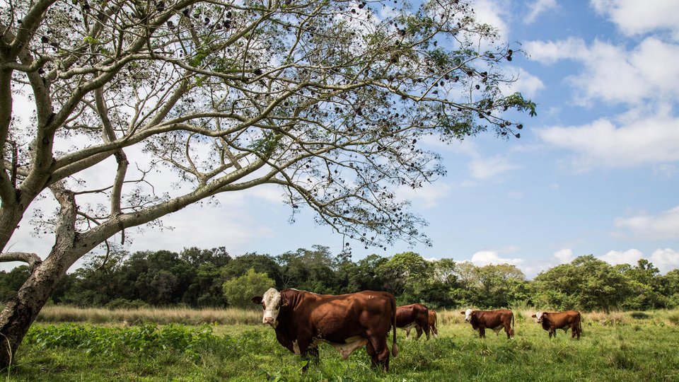 Cows in a field with a tree in the foreground and more green trees in the background.