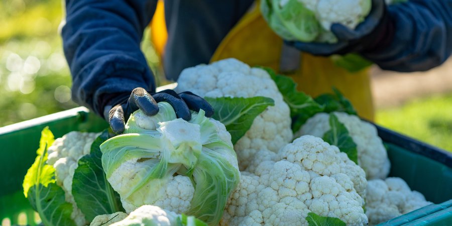 A person pulls a head of cauliflower out of a bucket full of the vegetable