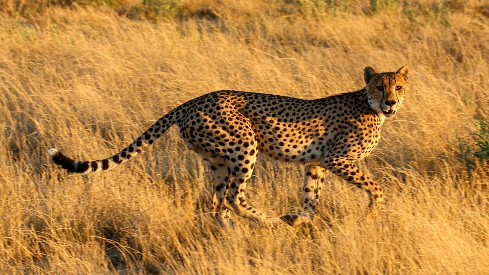 A cheetah moves through golden grass while looking at camera