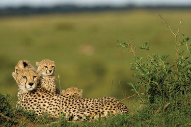 A large spotted cheetah with three cubs looking toward the camera with a blurry green landscape in the background.
