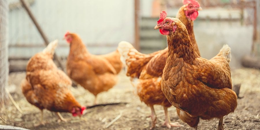 red rooster and chickens looking for grains while walking in paddock on farm