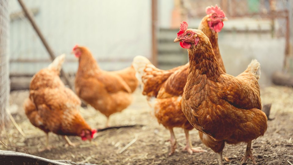 A group of chickens in a large hay-lined cage