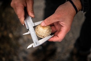 Two human hands holding a Chilean clam with a metal measuring device.