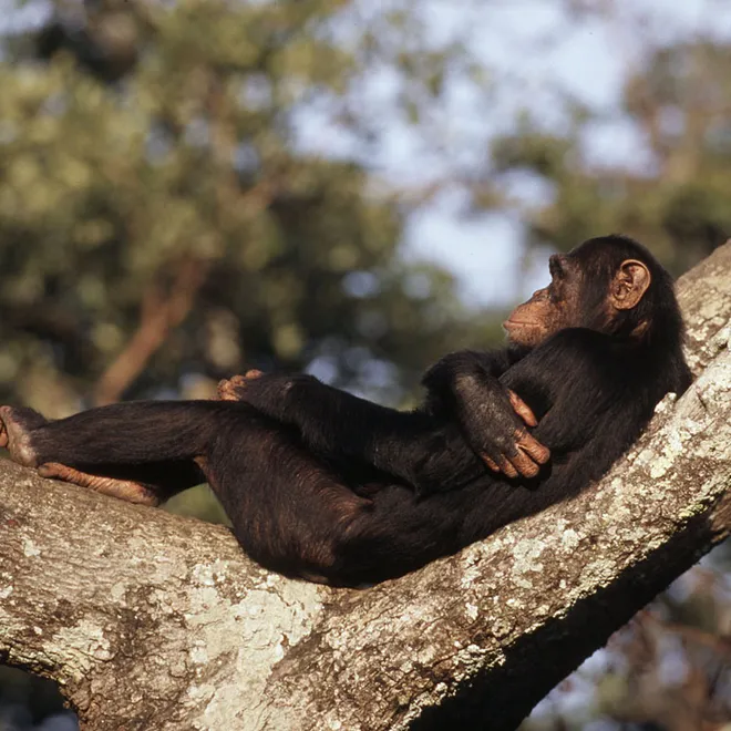 Chimpanzee resting in the winter sun on a tree.