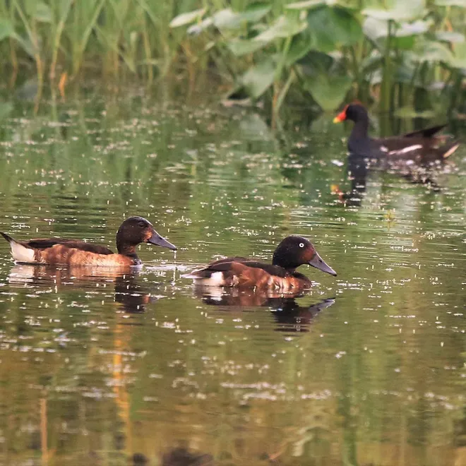 Two brown ducks swim along dark waters